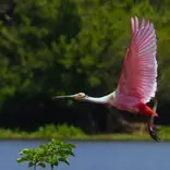 Bird Watching