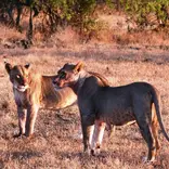 Lions of Soysambu