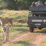 Cheetahs roaming close to safari jeep