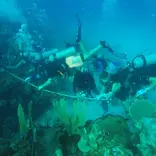 Students diving 