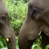 Two elephants in Thailand