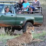 Cheetah resting close to safari jeep