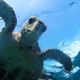 Sea turtle swimming in the Seychelles 