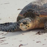 Sea turtle on the beach in the Seychelles 