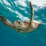 Sea turtle swimming in the Seychelles 