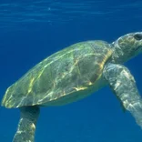Sea turtle swimming in Greece 