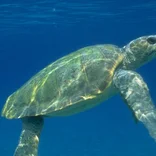 Sea turtle swimming in Greece