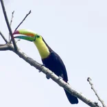 Wild bird in Costa Rica 