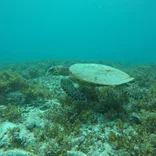 Sea turtle swimming