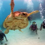 Student SCUBA diving with sea turtle 