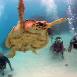 Student SCUBA diving with sea turtle 