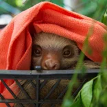 Animal Rescue and Conservation