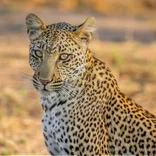 Big Cat Conservation
