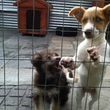 Animal Rescue & Veterinarian Shelter