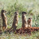 Small mammals in the South African bush.