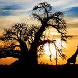 africa-encounter