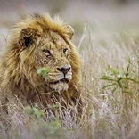 south-africa-wildlife