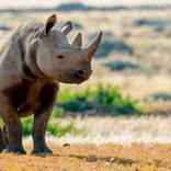 A rhino in the bush.