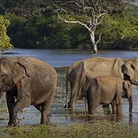 sri-lanka-elephant