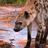 Hyena in South Africa 