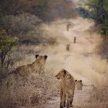 Pride of lions in South Africa 