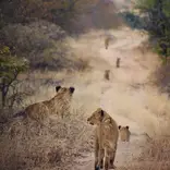 Pride of lions in South Africa 