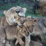 Lioness and her cubs in South Africa 