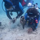 Interns diving and conducting research in Fiji