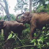 Two elephants in Thailand 