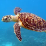 Hawksbill Turtle