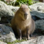 Capybara