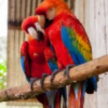 Parrots