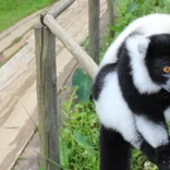 Lemur Research and Protection in Madagascar