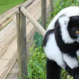 Lemur Research and Protection in Madagascar