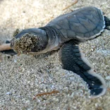 Sea Turtle Conservation in Costa Rica Volunteering