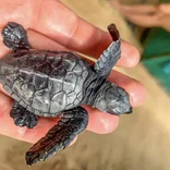 holding baby turtle