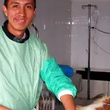 Veterinary Medicine Internship in Romania