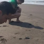 Sea Turtle Conservation in Mexico
