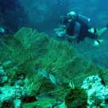 Diving & Coral Reef Protection in Thailand