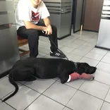 Veterinary Intern in Ecuador treating a dog