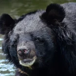 Bear Conservation in Japan