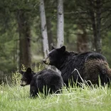 Bear Conservation Remote Internship