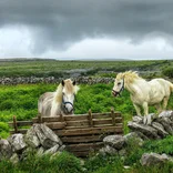 Working on Horse Ranches in Ireland