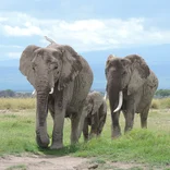 elephants walking in the savanna