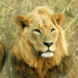lion in the savanna