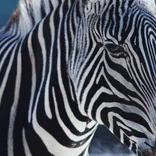 zebra up close