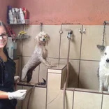 Veterinary