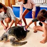 Ecuador - Sea Turtle Rescue and Recovery Hospital