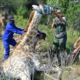 Pre-Vet Wildlife Internship