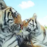 Big Cat Refuge